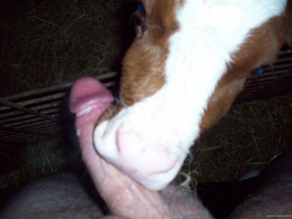 Calf Sucking Mans Cock.
