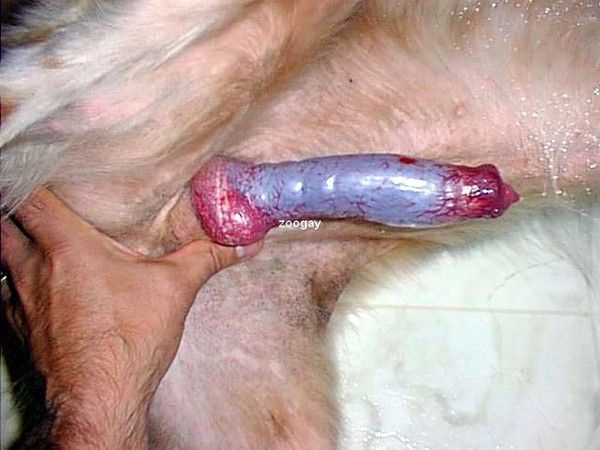 dés sexe le sexe chien dés sexe le sexe chien