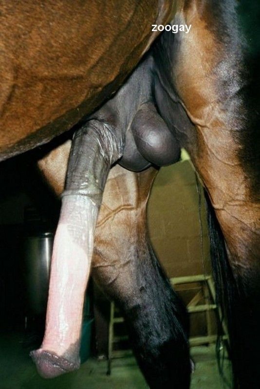 want hourse dick queue Changeably want hourse dick entirety take