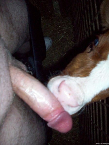 Baby Cow Sucking Dick.