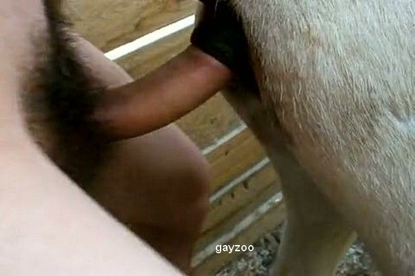 602px x 401px - Horse Anal Man Tubezzz Porn Photos | Free Hot Nude Porn Pic Gallery