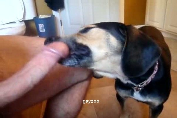 Cock dog lick dog eating