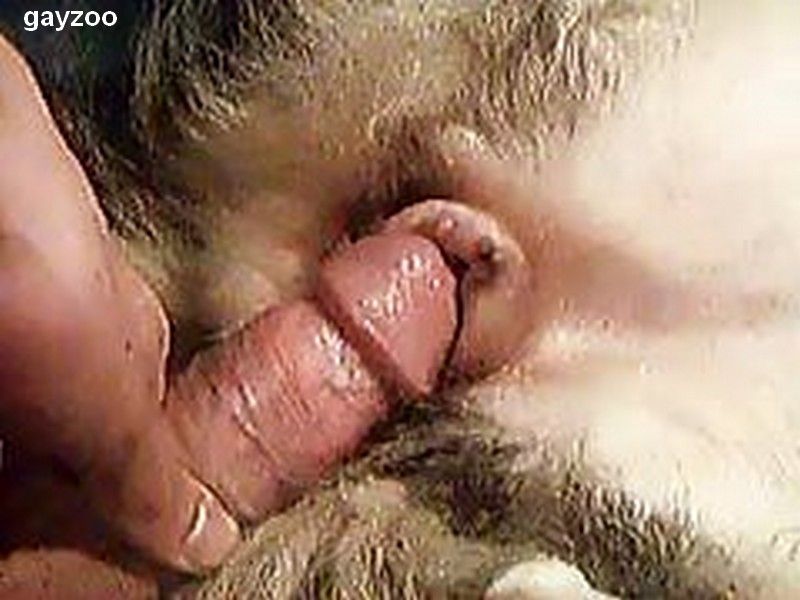 Guy fucks cat 👉 👌 Daily Squirt Daily Gay Sex Videos, Picture