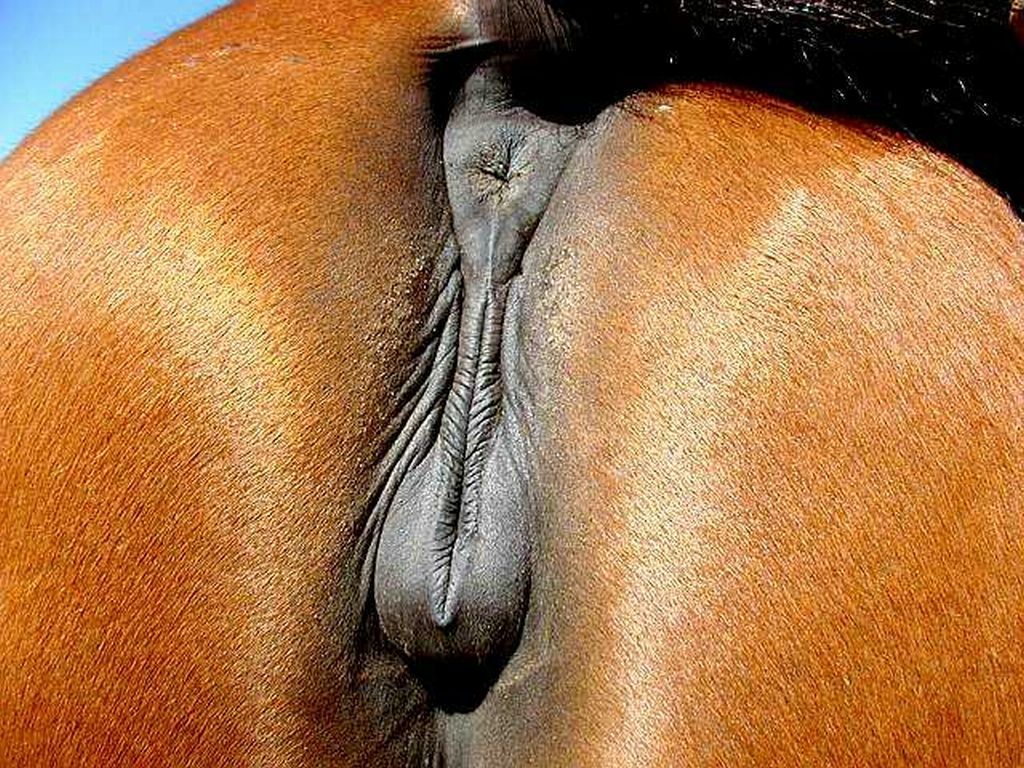 Horse pussy pics.