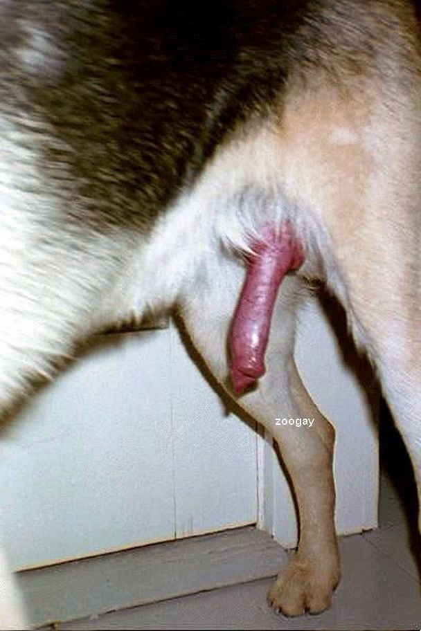 chien de sexe sexe au tel chien de sexe sexe au tel